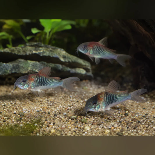 Red Venezuelan Sailfin Cory (Gang of 3)