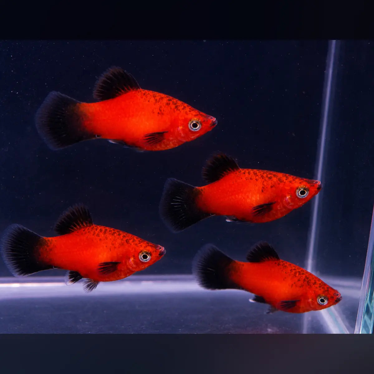 Red Wag Platy (School of 4)