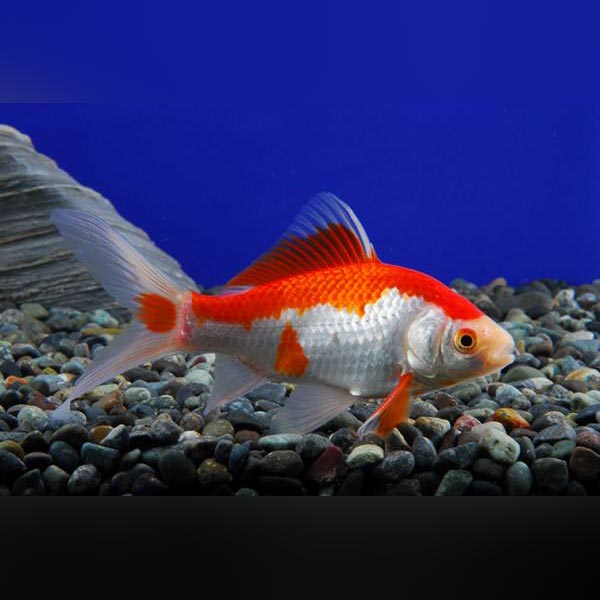 Red Comet Goldfish (Group of 12) – AquariumFish.com