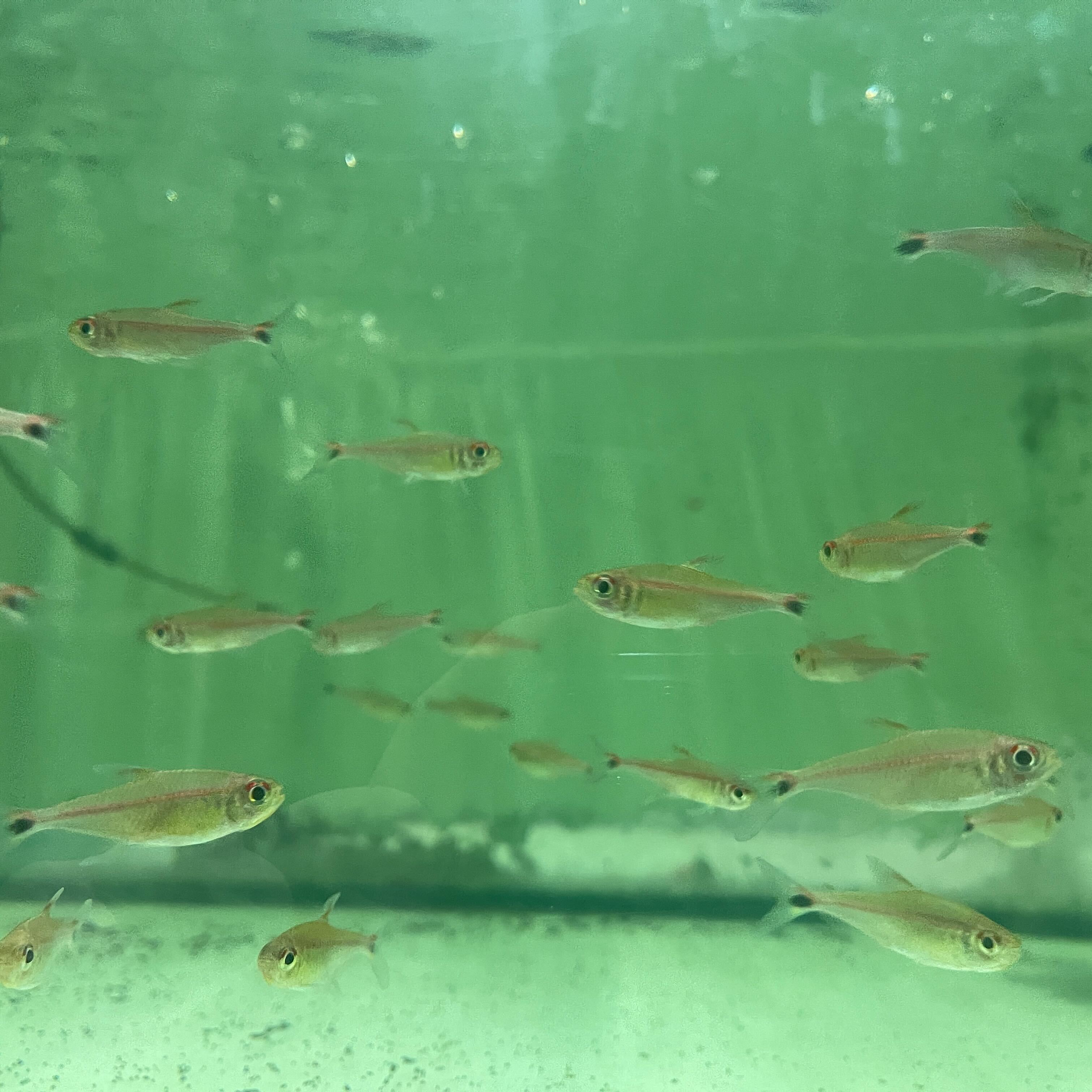 Redline Tetra for sale – AquariumFish.com