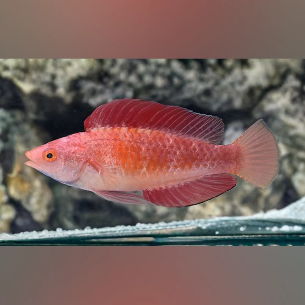 Redfin Fairy Wrasse