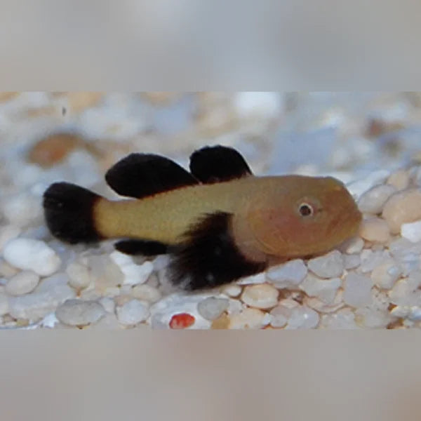 Small fish with black and orange colors in a tank with pebbles.
