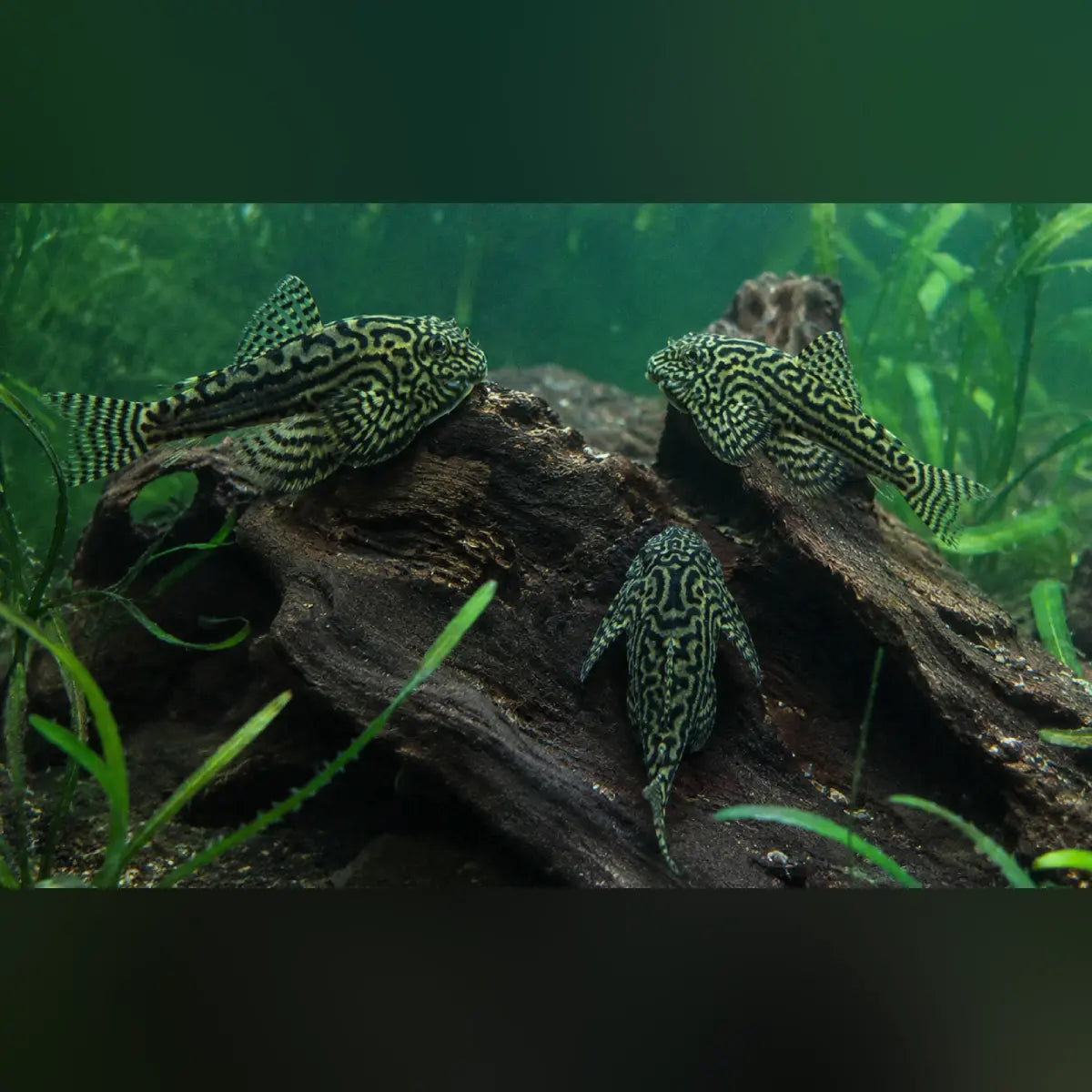 Reticulated Hillstream Loach (3-Pack)