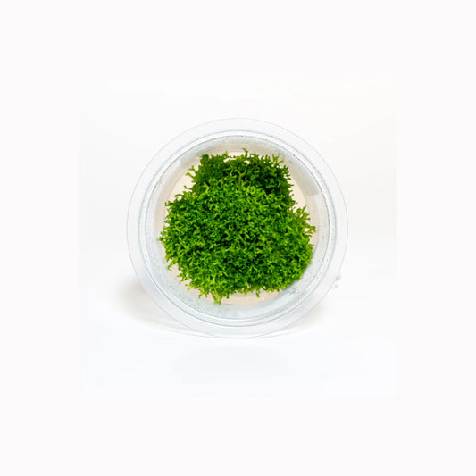 Riccia fluitans - Tissue Culture