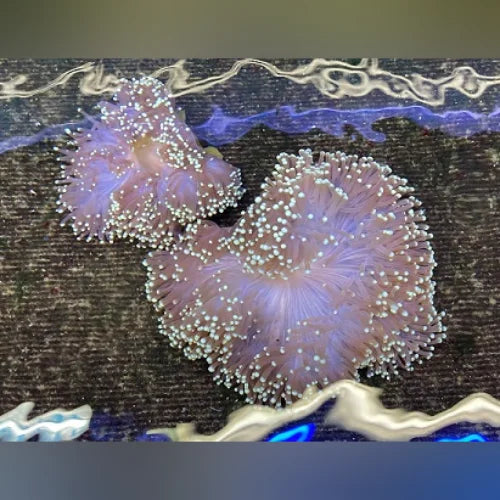 Yellow Tip Ritteri Anemone