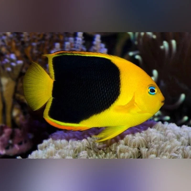 Yellow and black fish on a coral reef