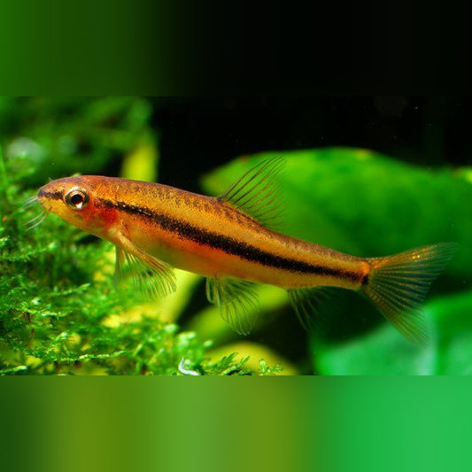 Rosy Loach (group of 3)