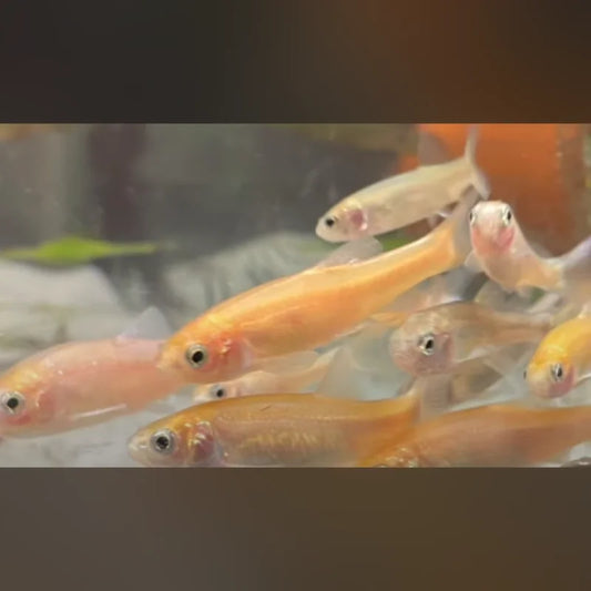 Rosy Minnows (50 pack)