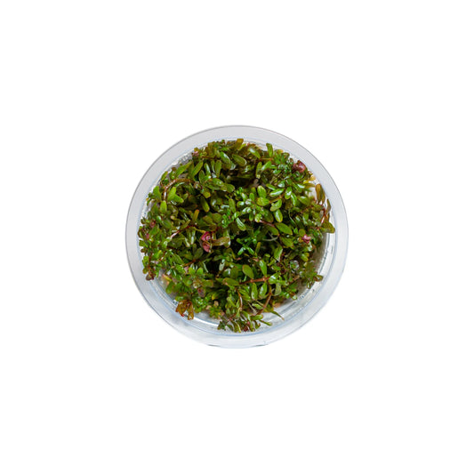 Rotala sp. H'ra - Tissue Culture