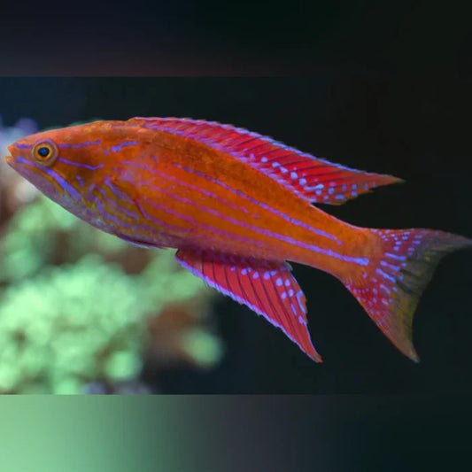 Royal Flasher Wrasse