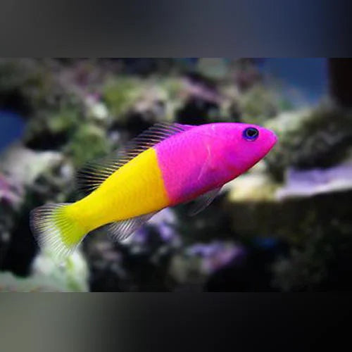 Colorful fish with pink and yellow body on a blurred underwater background