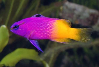 Royal Gramma Basslet