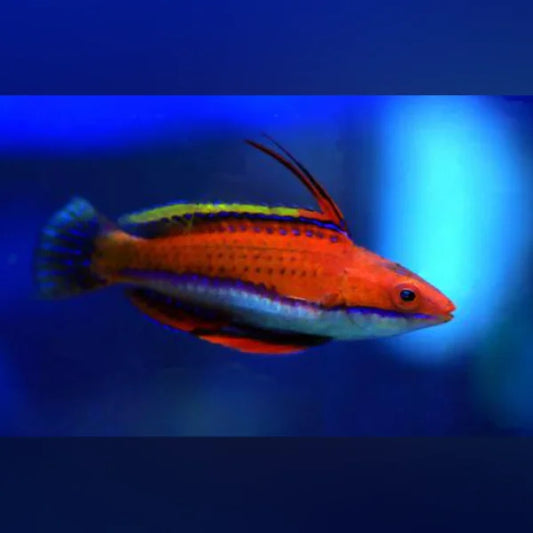 Ruby Longfin Fairy Wrasse