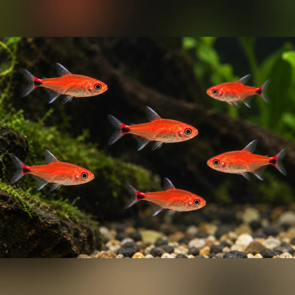 Ruby Tetra (School of 6)