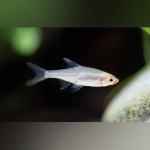 Rummynose Rasbora