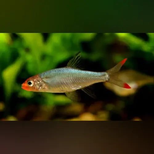 Rummynose Rasbora