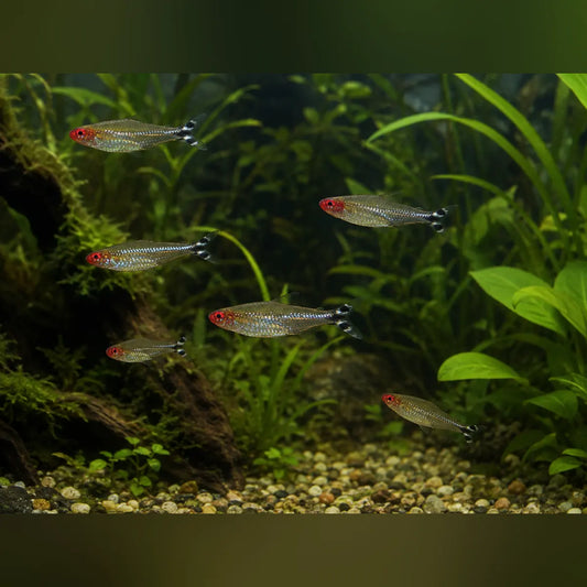 Rummynose Tetra (School of 6)