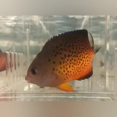 Rusty Pygmy Angelfish