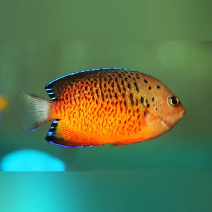 Rusty Pygmy Angelfish