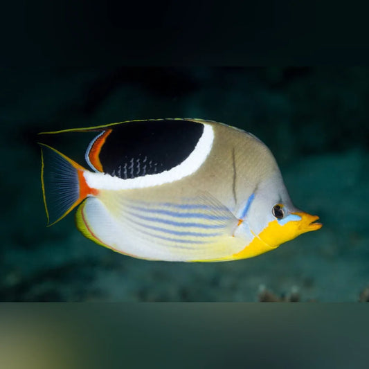 Saddleback Butterflyfish