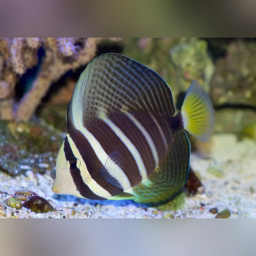 Sailfin Tang