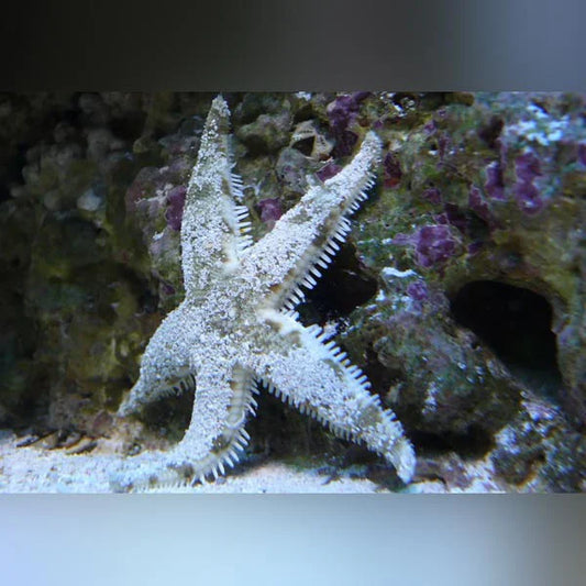 Starfish on a coral reef with a blurred background