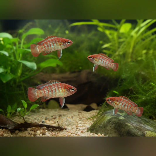 Scarlet Gem Badis (School of 4)