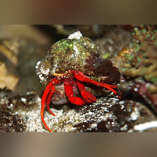 Red hermit crab on a rock with a blurred natural background
