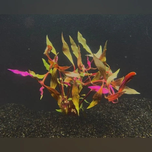 Scarlet Temple Plant