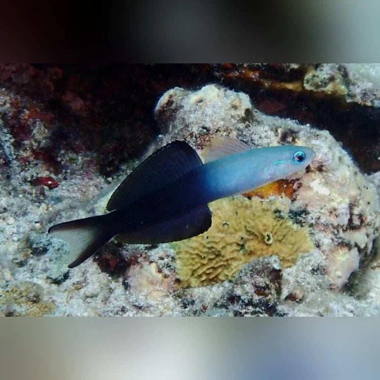 Scissortail Goby
