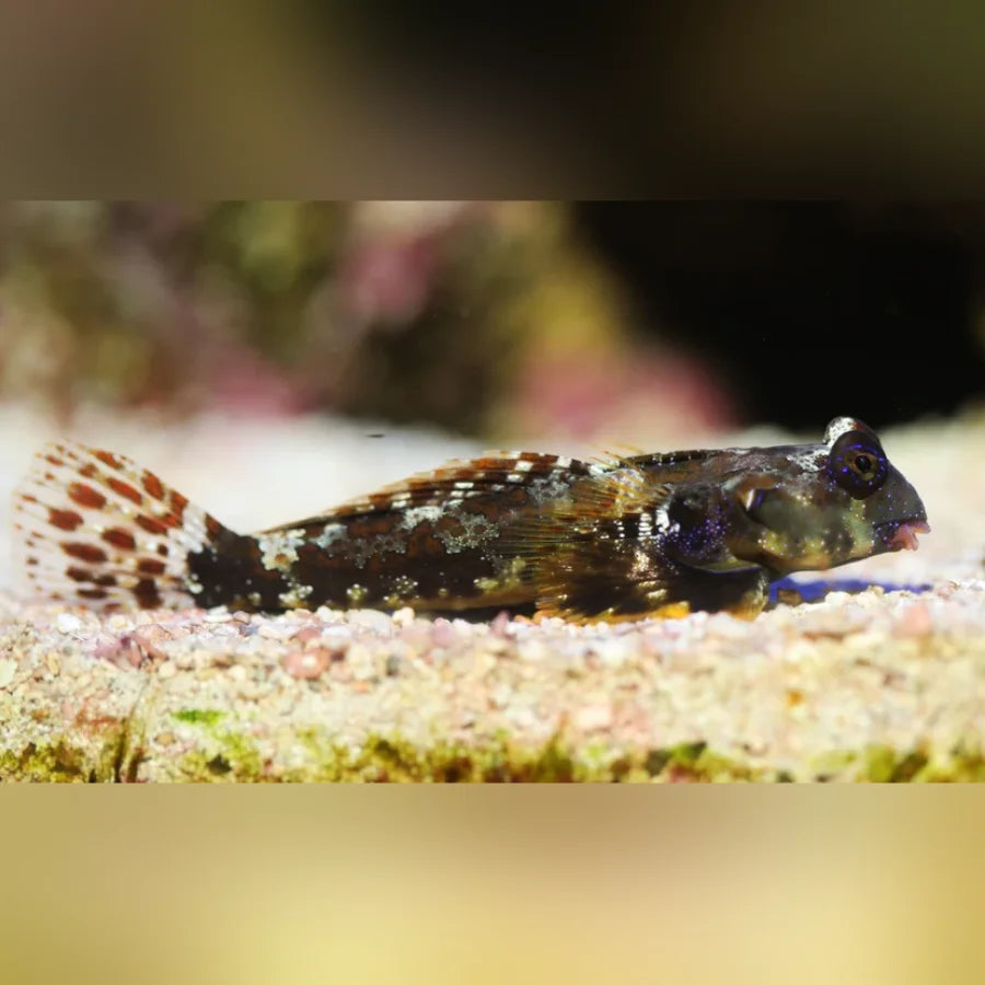 Scooter Blenny