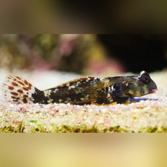 Scooter Blenny