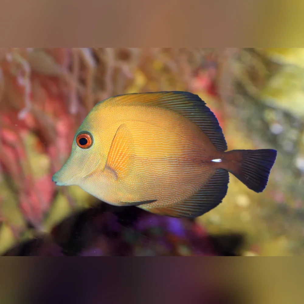 Scopas Tang