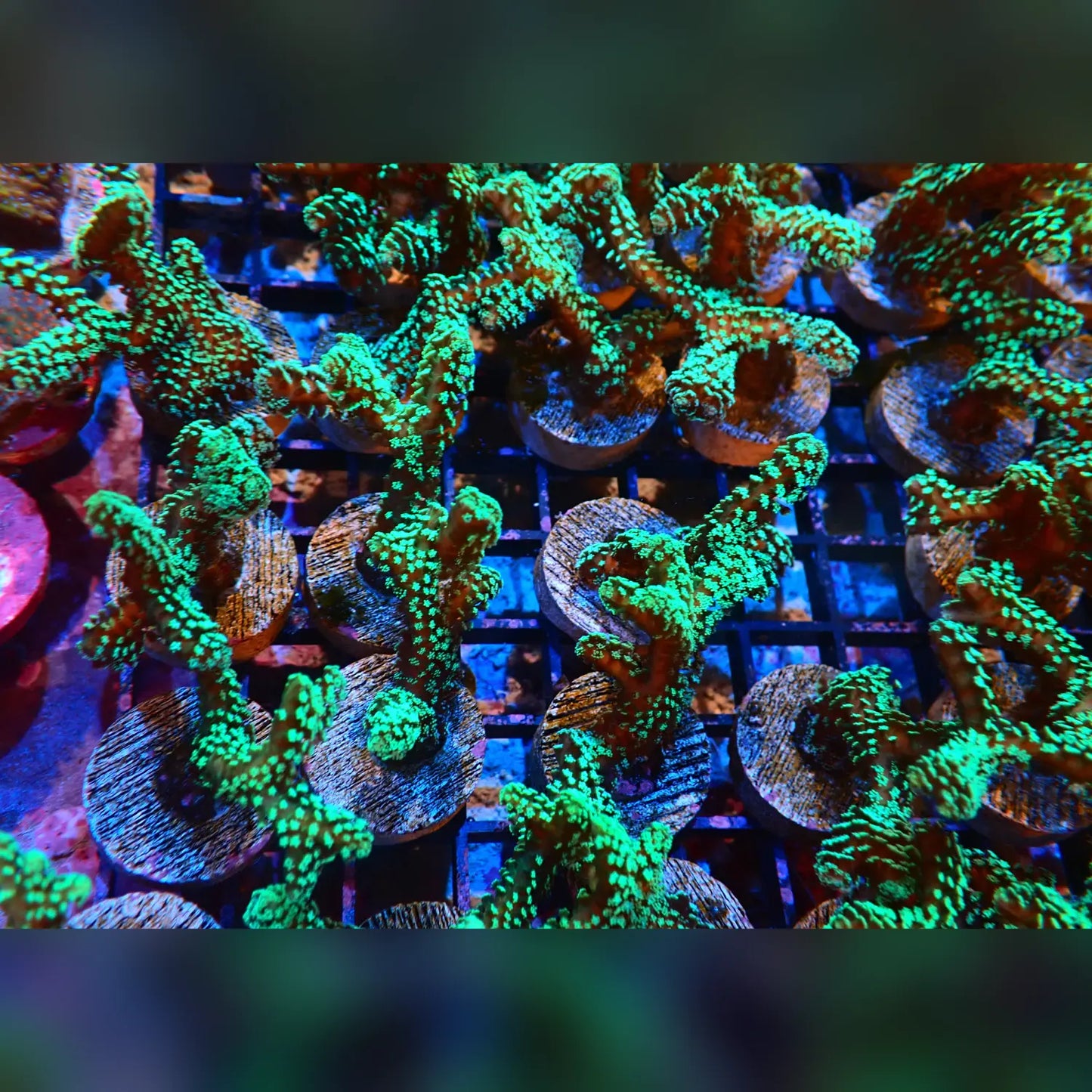 Screaming Green Seriatopora