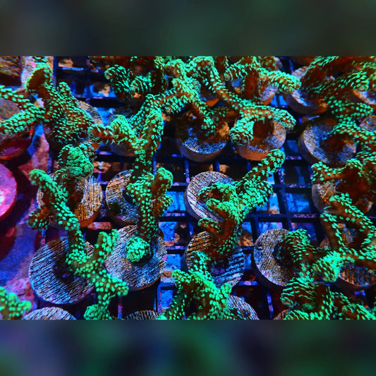 Screaming Green Seriatopora