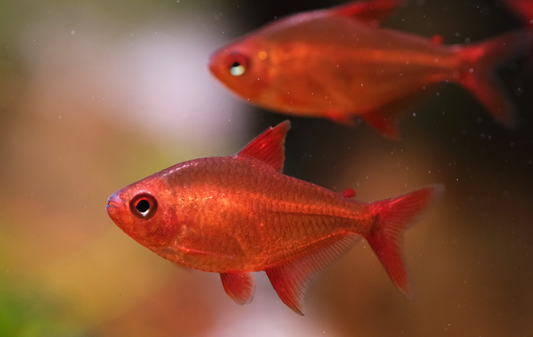 Red Cherry Tetra