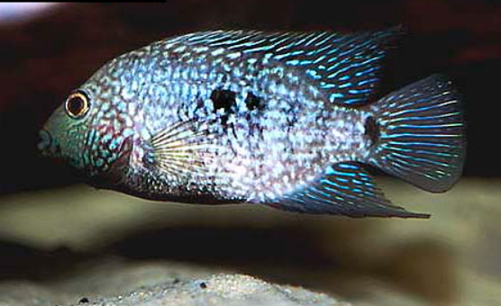 Texas Cichlid