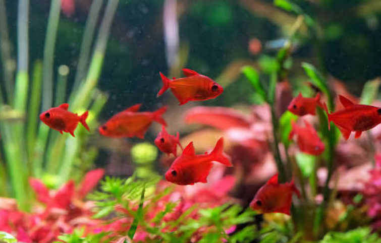 Red Cherry Tetra