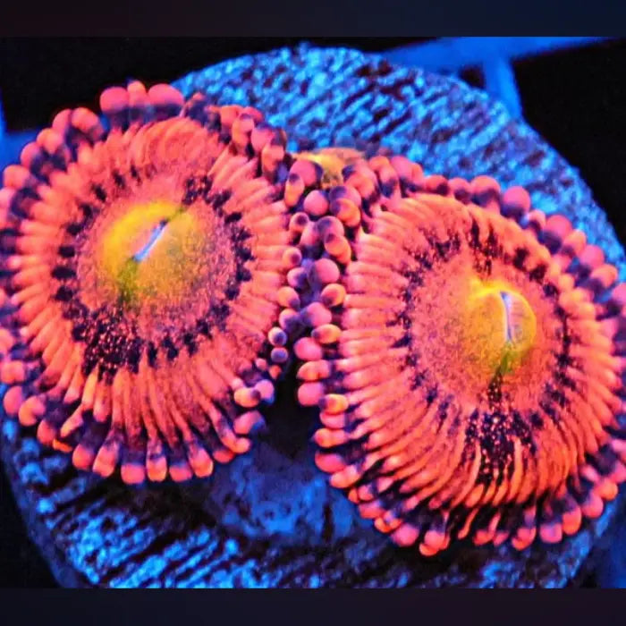Screwdriver Zoa for Sale | Neon Orange Fluorescent Coral Polyp ...
