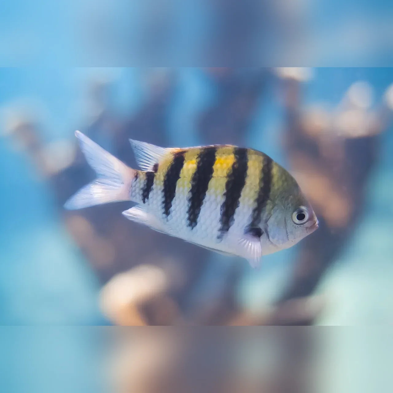 Sergeant Major Damselfish