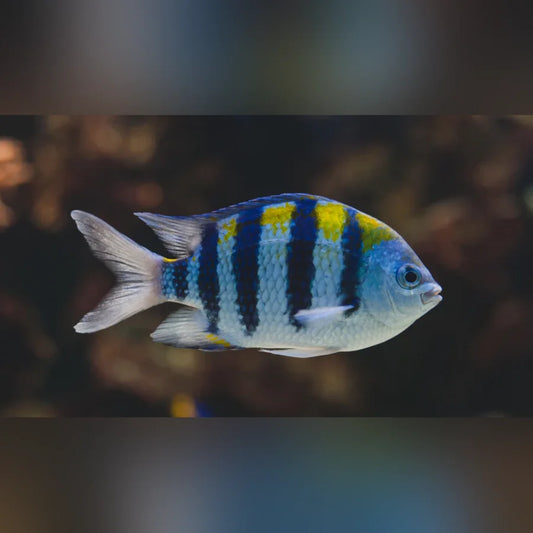 Colorful fish with blue, yellow, and black stripes in an aquarium setting