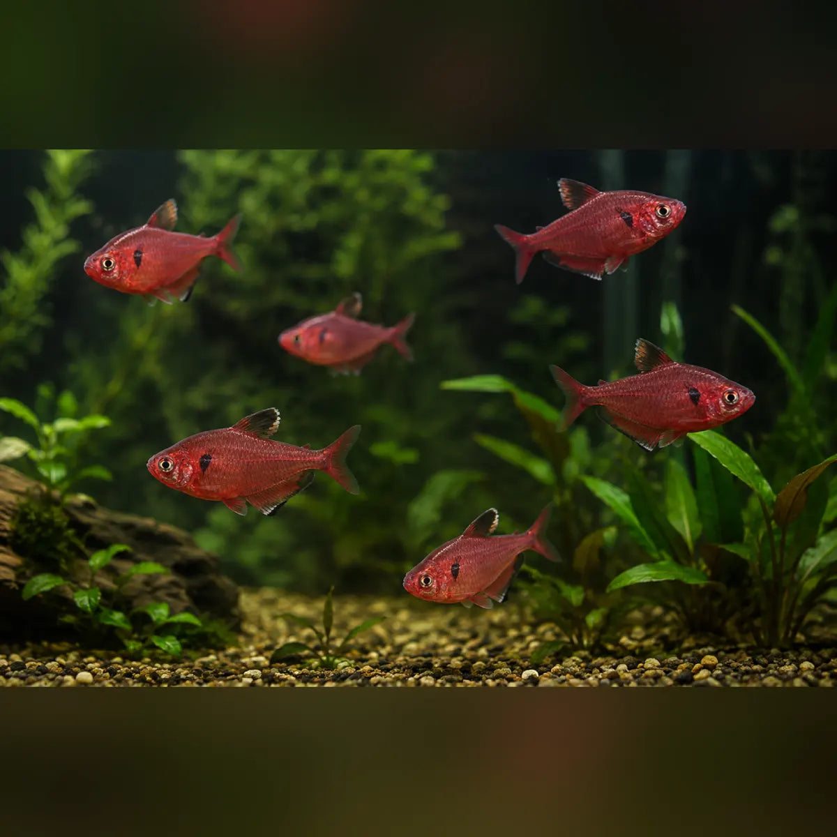 Serpae Tetra (School of 6)