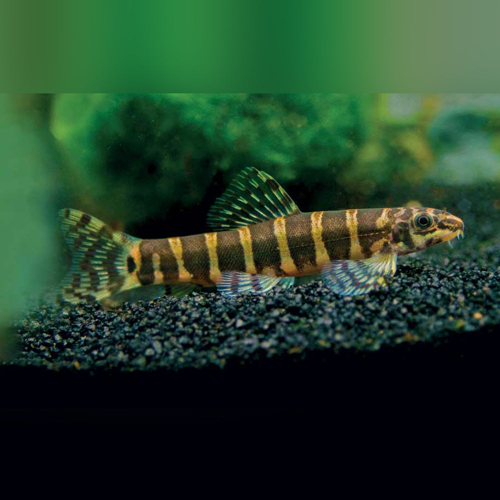 Java Loach Fish Serpent Loach – AquariumFish.com