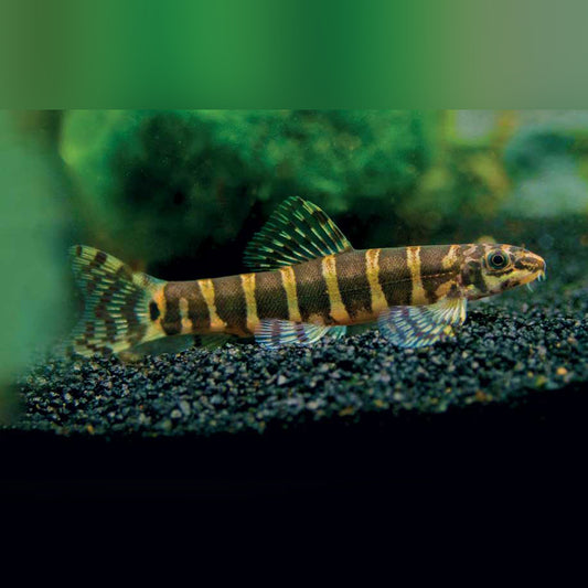 Serpent Loach