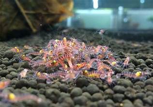 Purple Crystal Shrimp (colony of four)