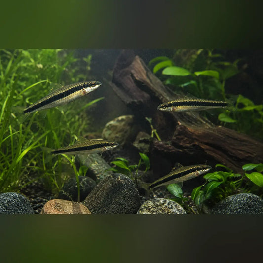 Siamese Algae Eater (Group of 4)