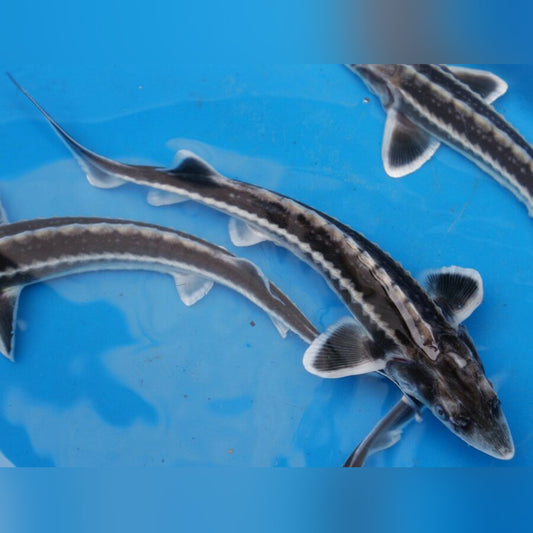 Siberian Sturgeon