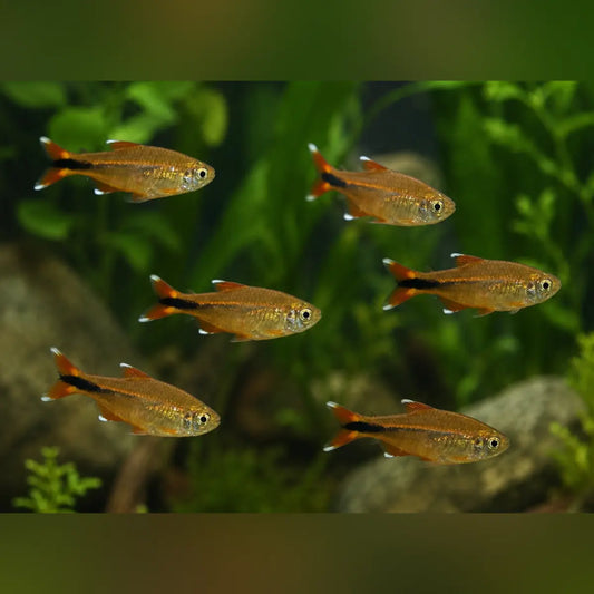 Silvertip Tetra (School of 6)