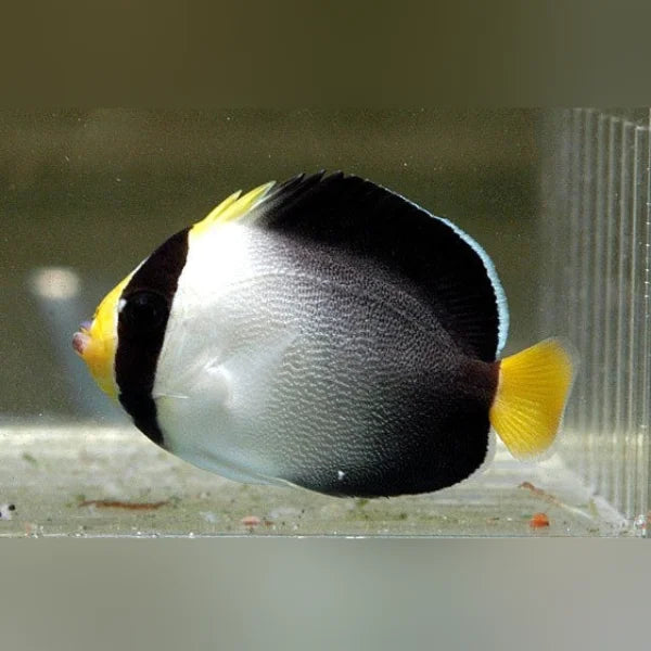 Black, white, and yellow fish in an aquarium setting