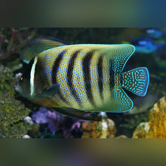Fish with black stripes on a coral reef